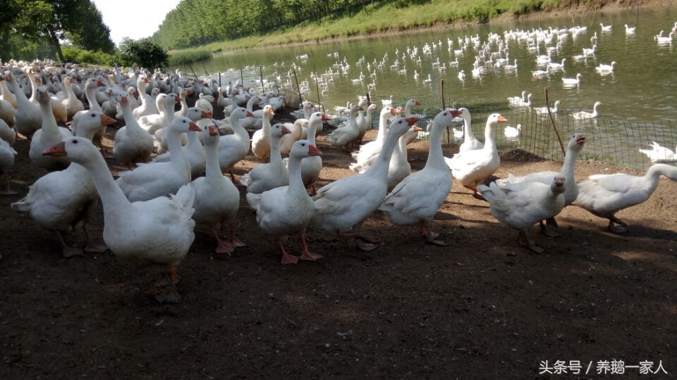 2017年9月13日鹅蛋价：商品鹅价，老鹅价：广东马岗鹅价格