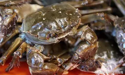 一部iPhoneX的钱，能在苏州干什么？2800个鲜肉月饼……