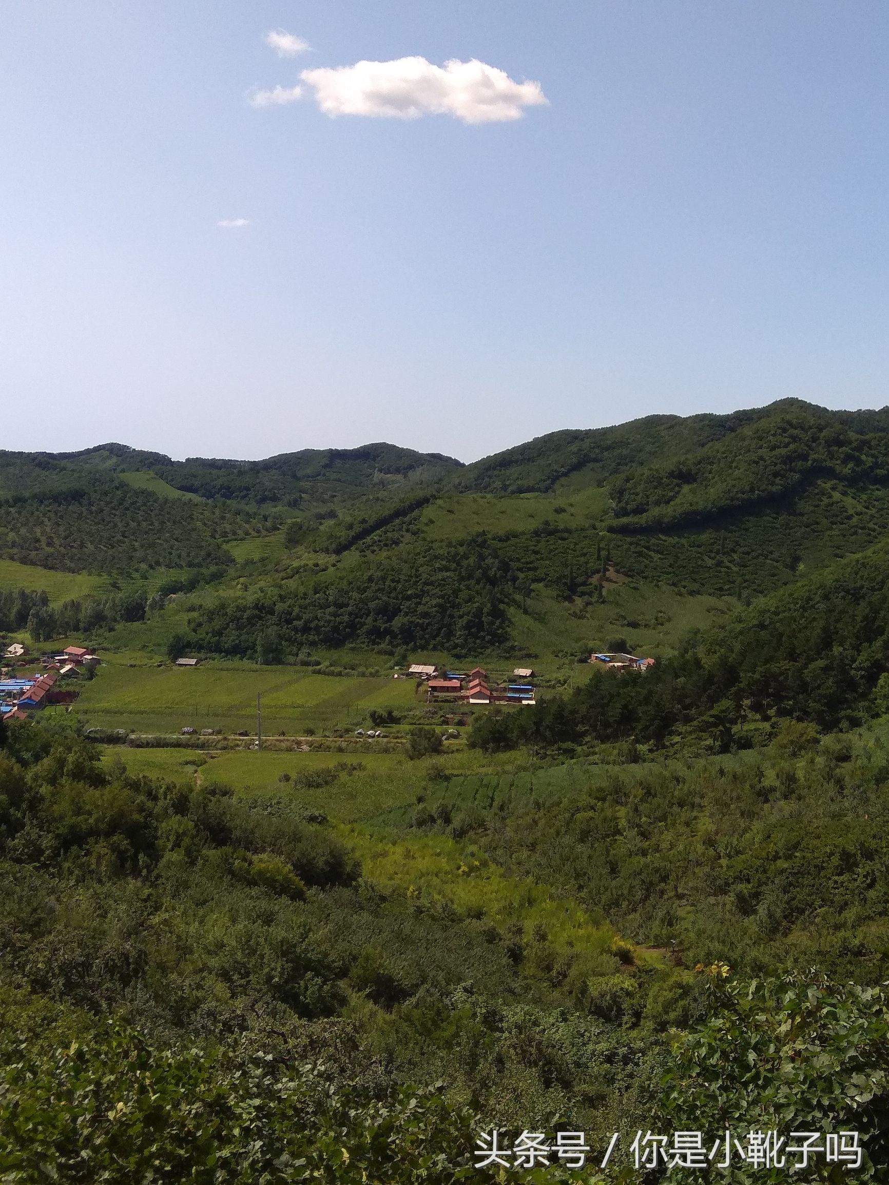 一年一次的榛子采摘又开始啦,榛子这样的坚果采摘非常麻烦