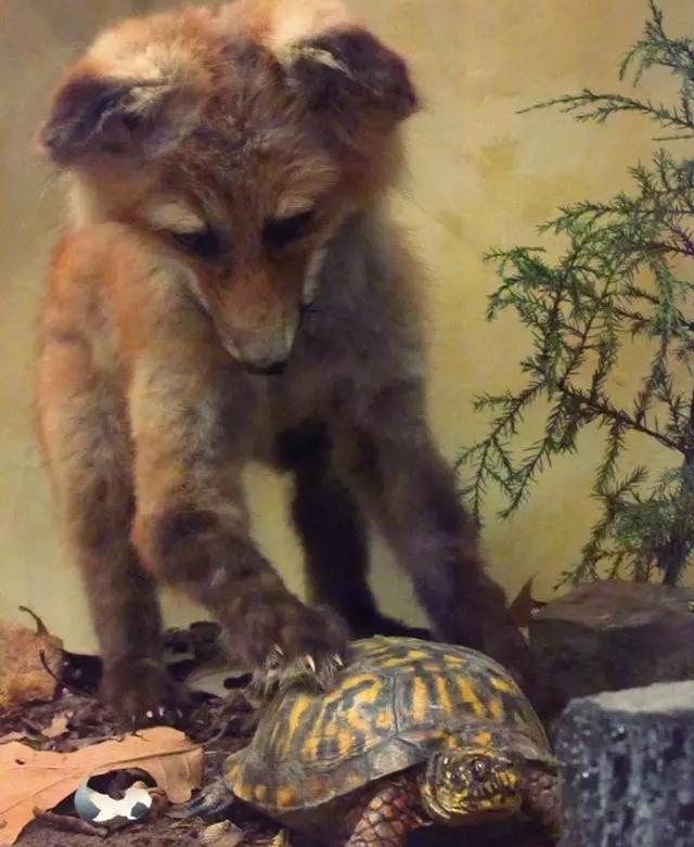 宠物龟病症大全图解,宠物龟离奇死亡