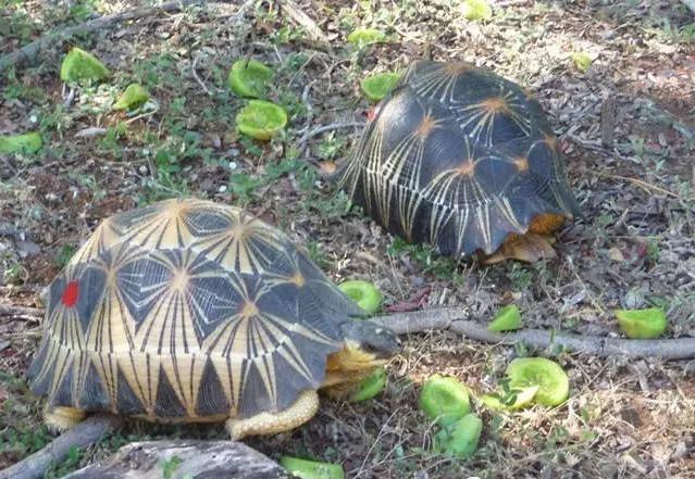 宠物龟病症大全图解,宠物龟离奇死亡