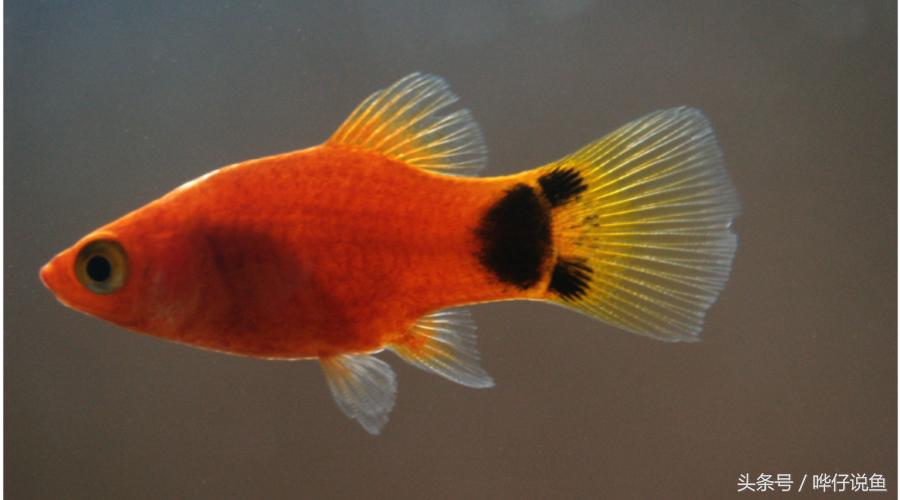 爸爸快看!我在鱼缸里抓到了米老鼠——宠物鱼新手入门小窍门