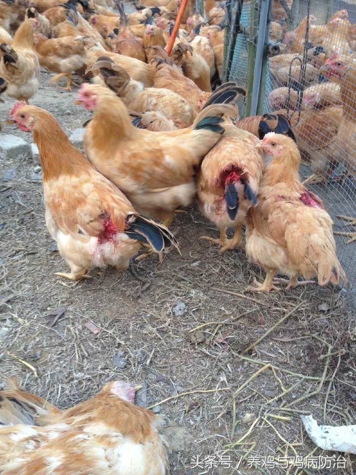 养鸡——鸡啄肛、啄羽的那点事以及治疗方法