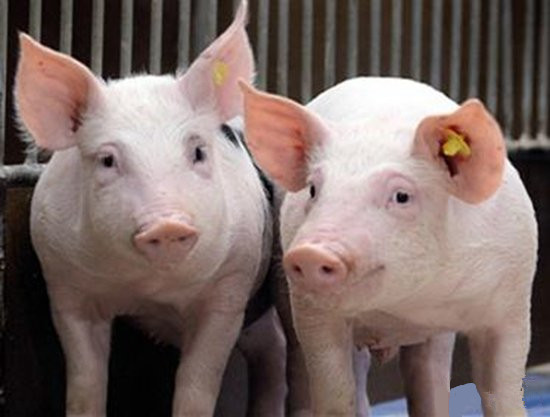 猪打疫苗后拉稀怎么回事,打猪疫苗出血怎么处理