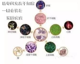 「昆山健康」脐带间充质干细胞—阻击衰老、改善亚健康