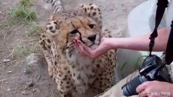 在野外遇到猎豹应该怎么办,遇到野生猎豹可以摸摸吗