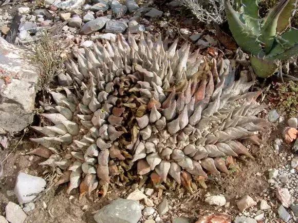 南非秘宝,遗落在世间的宝藏