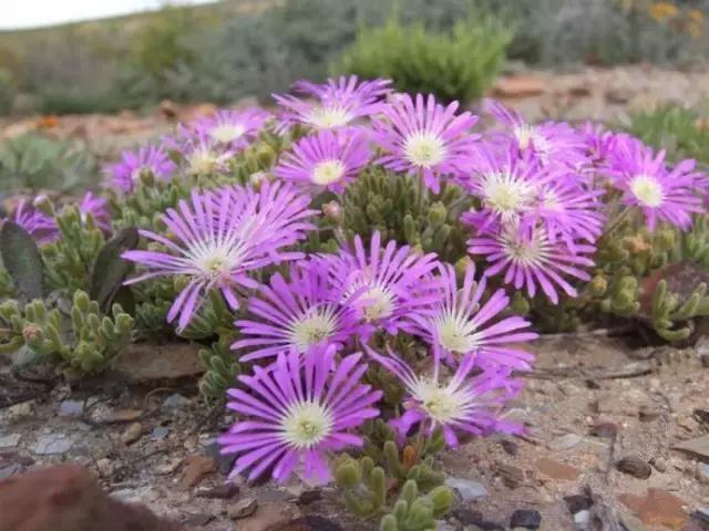 南非秘宝,遗落在世间的宝藏