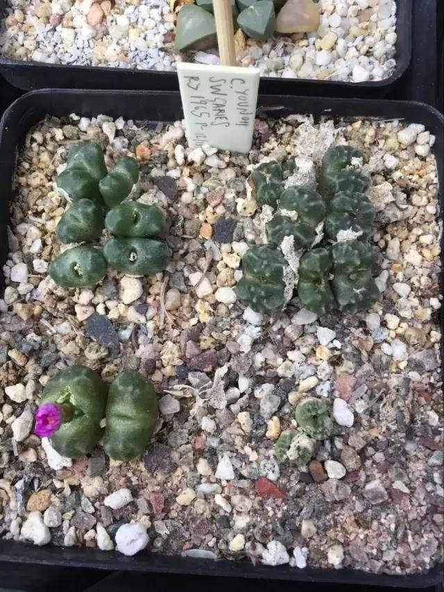 南非秘宝,遗落在世间的宝藏