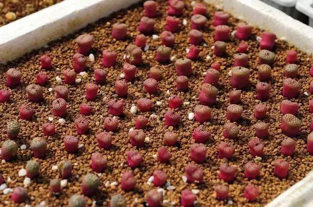 南非秘宝,遗落在世间的宝藏