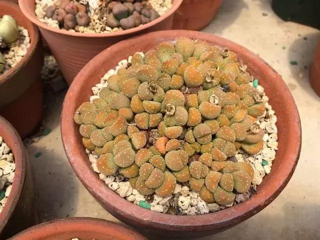 南非秘宝,遗落在世间的宝藏