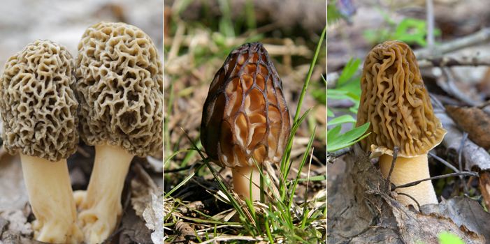 小伙种植800亩羊肚菌,小伙种羊肚菌