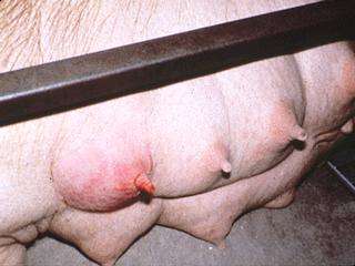 母猪产后没有奶?养猪人可从这3方面分析原因!