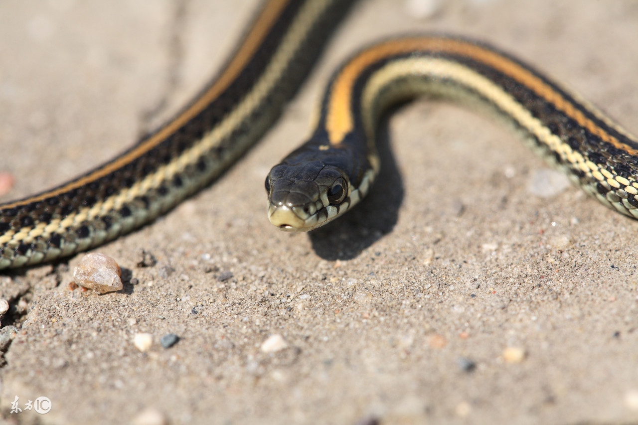 故事:开夜车故意压死挡路蛇,岂料一家人死于非命,做人需行善