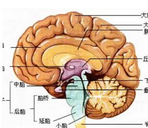 脑垂体腺瘤治疗最好的医院是哪里,脑垂体腺瘤中医怎么治疗