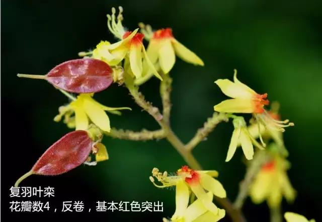 栾树落叶乔木,栾树复羽叶是什么意思