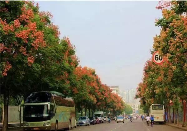 栾树落叶乔木,栾树复羽叶是什么意思