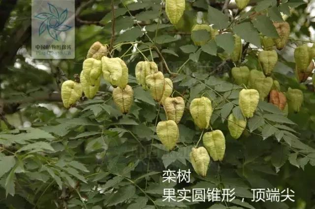 栾树落叶乔木,栾树复羽叶是什么意思