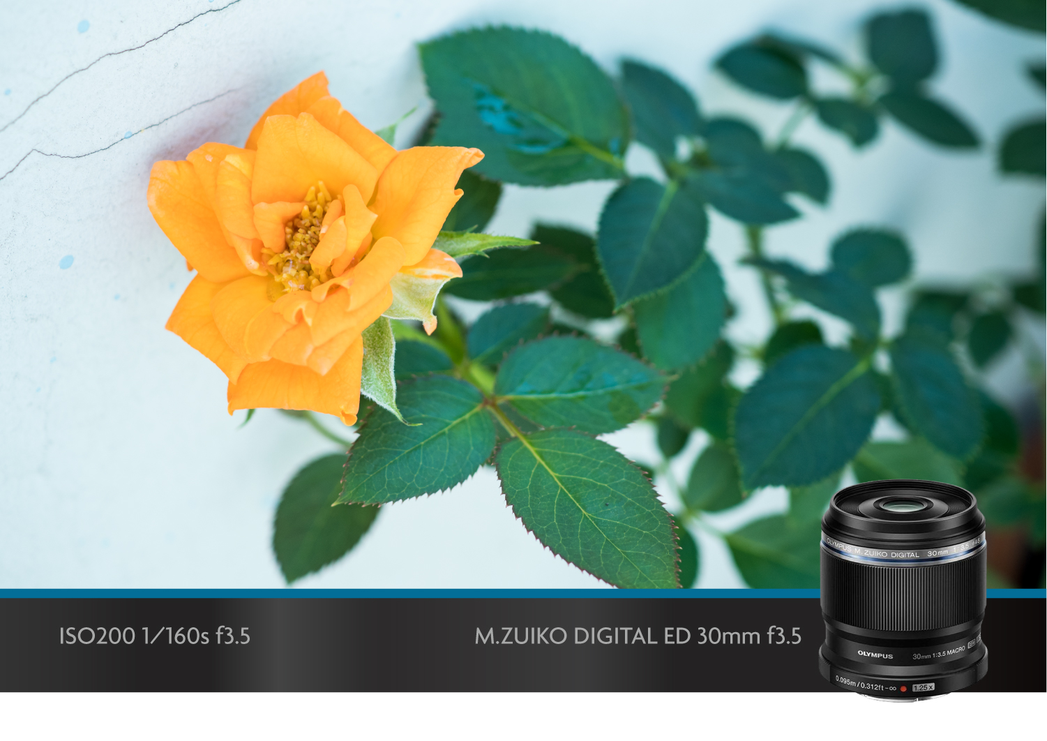 奥林巴斯微距镜头,奥林巴斯40-150可以拍微距吗