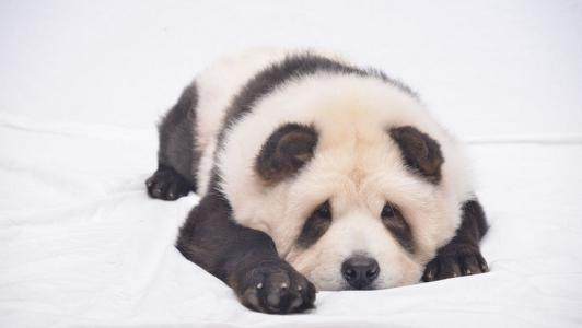 世界名犬,松狮犬可爱视频