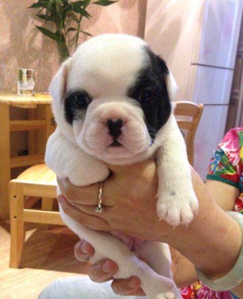 家里有狗猫怎么驱虫,饲养法国斗牛犬和英国斗牛犬