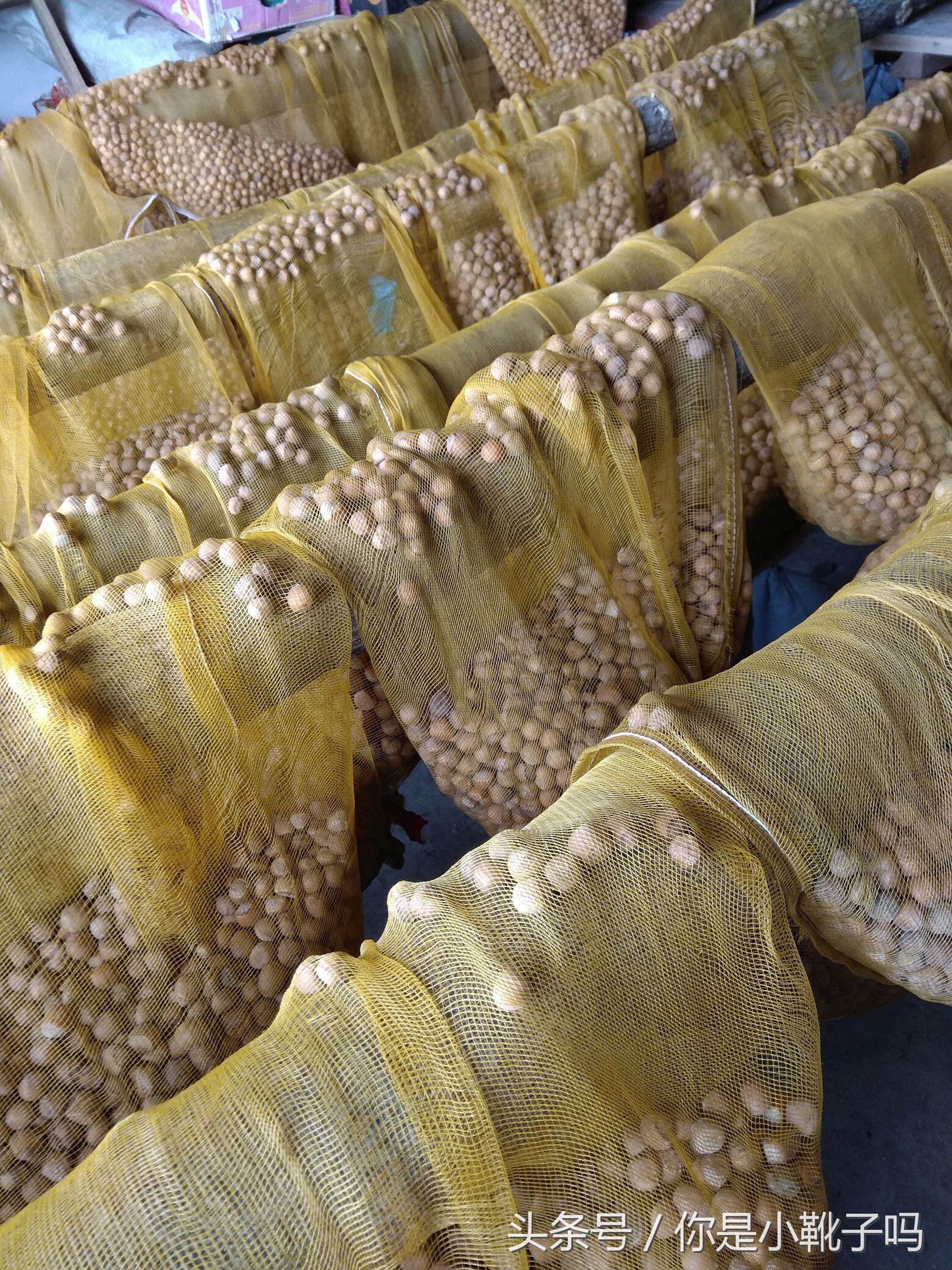 一年一次的榛子采摘又开始啦,榛子这样的坚果采摘非常麻烦