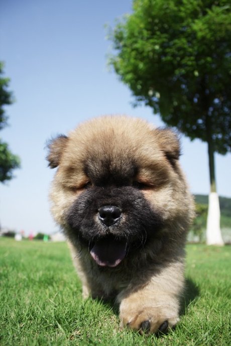 狗贩子买的狗怎么养,狗贩卖行业利润多少