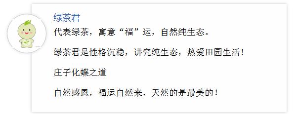 中国的10种名茶崂山绿茶,崂山绿茶筛选出来的大叶茶