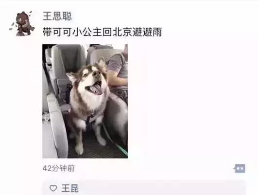 这些宠物都在背LV，你还敢抱怨自己像狗一样累？