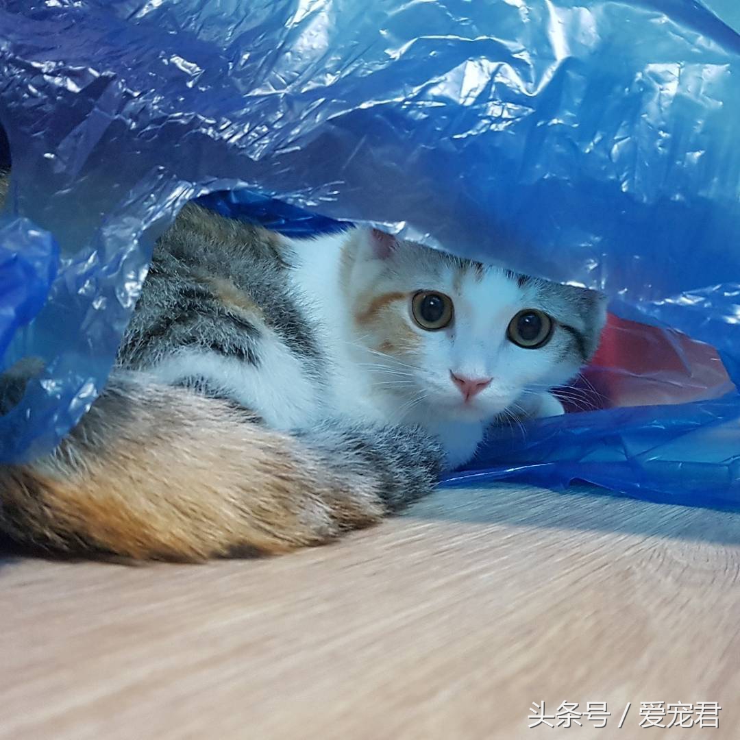 猫咪一直打喷嚏什么原因,猫咪打喷嚏什么原因