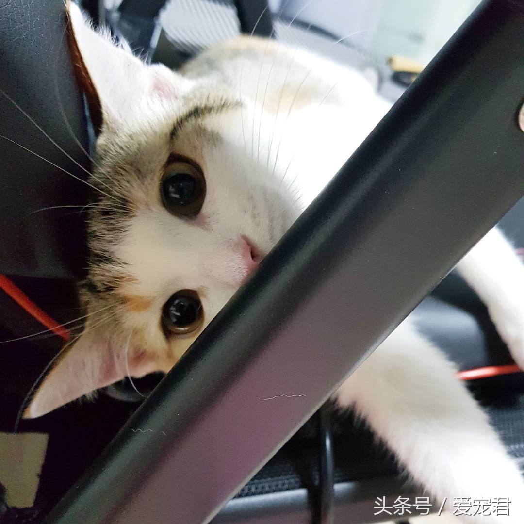 猫咪一直打喷嚏什么原因,猫咪打喷嚏什么原因