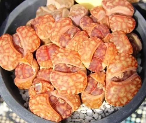 南非秘宝,遗落在世间的宝藏