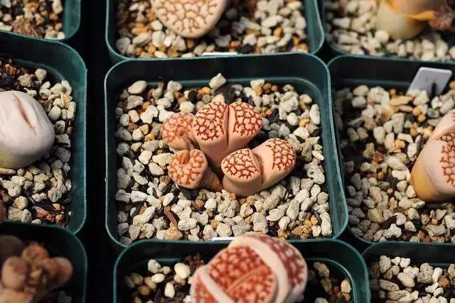 南非秘宝,遗落在世间的宝藏