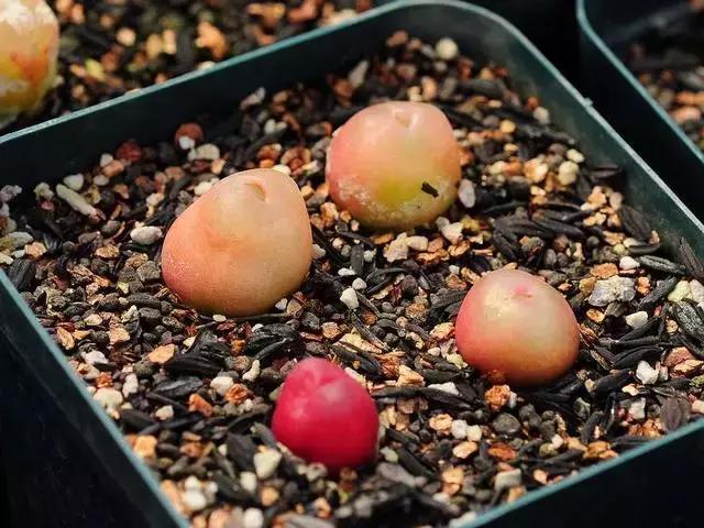 南非秘宝,遗落在世间的宝藏