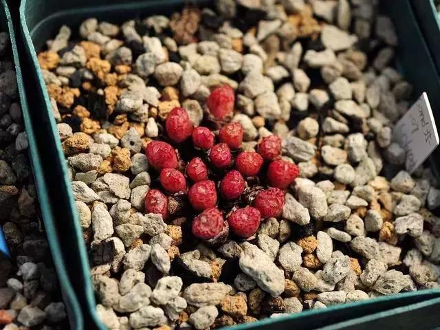 南非秘宝,遗落在世间的宝藏