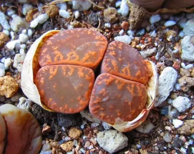 南非秘宝,遗落在世间的宝藏