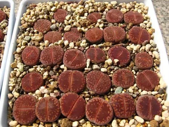 南非秘宝,遗落在世间的宝藏