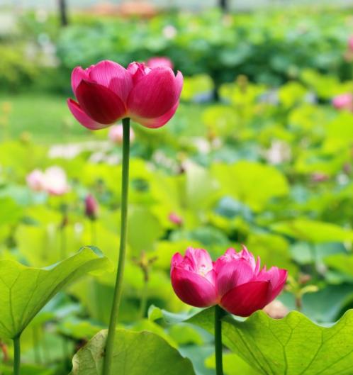 铁岭市铁岭县穷吗,铁岭穷吗