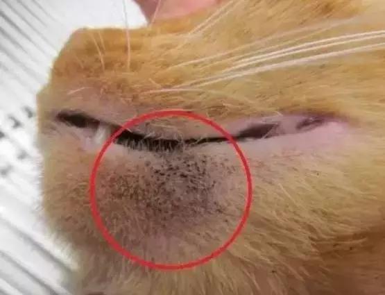 蓝猫黑下巴治疗方法,猫咪黑下巴和口腔健康