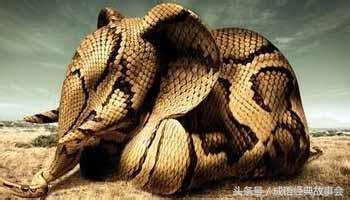 贪得无厌人心不足蛇吞象下一句,贪得无厌人心不足蛇吞象什么意思