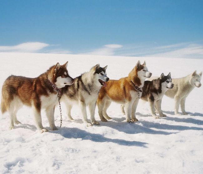 狗狗犬种,狗狗犬种大全