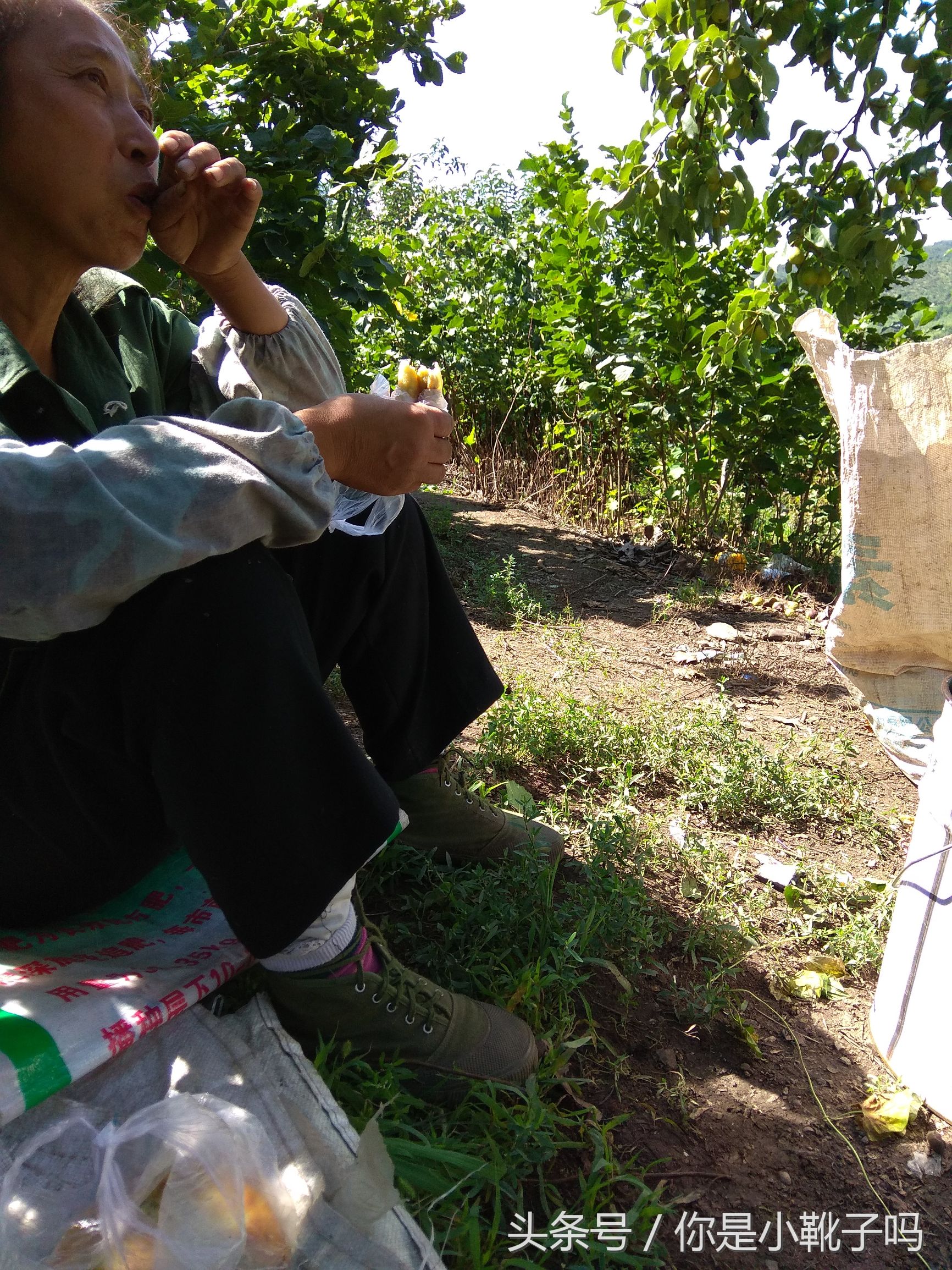 一年一次的榛子采摘又开始啦,榛子这样的坚果采摘非常麻烦