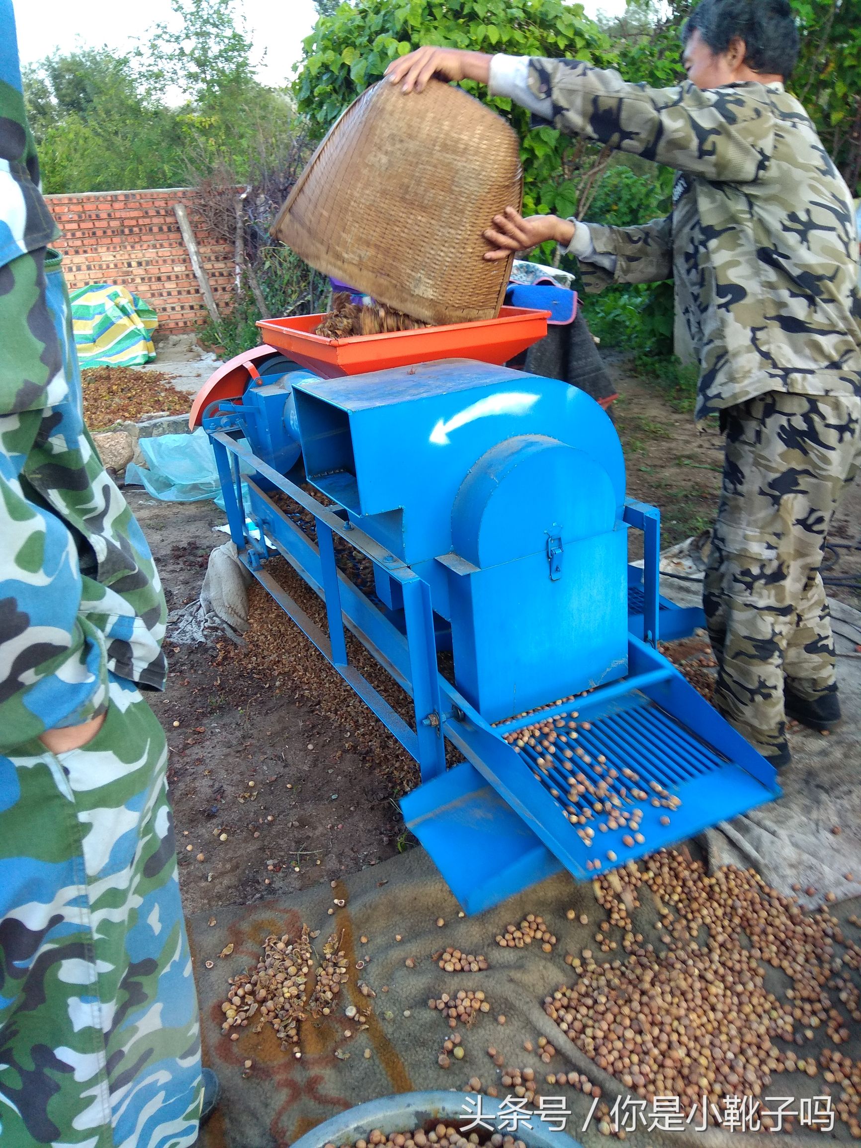 一年一次的榛子采摘又开始啦,榛子这样的坚果采摘非常麻烦