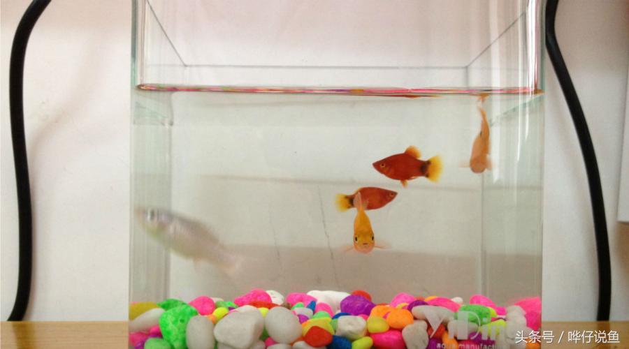 爸爸快看!我在鱼缸里抓到了米老鼠——宠物鱼新手入门小窍门