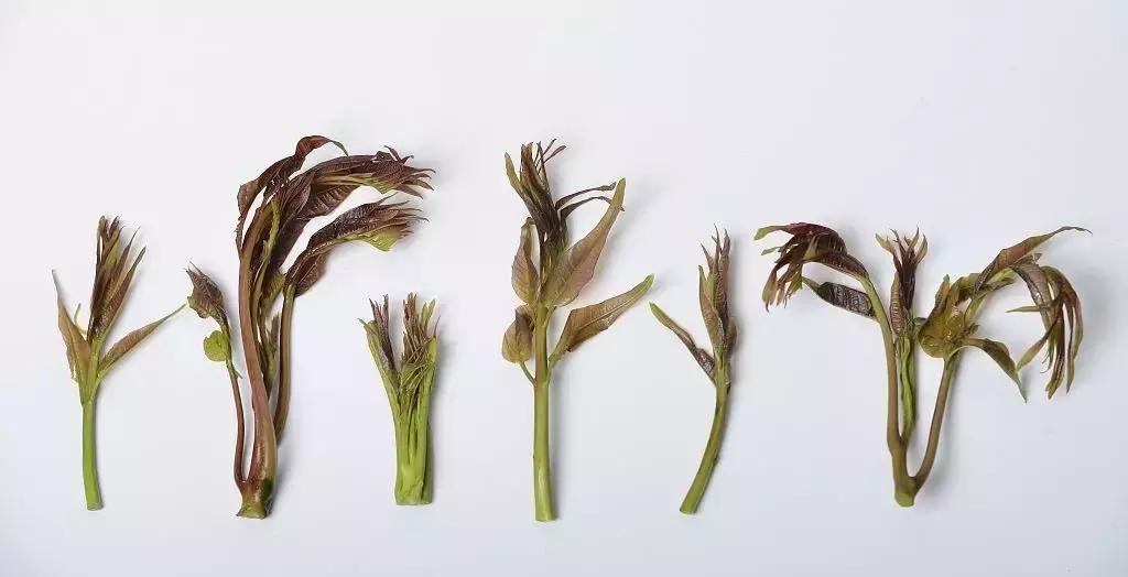 孕妇能吃香椿叶吗,孕妇可以吃香椿炒鸡蛋吗