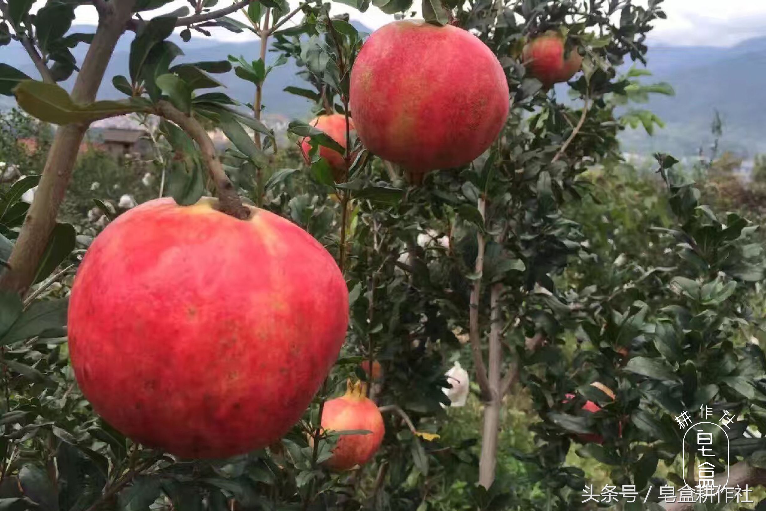 颜值与美味并存的突尼斯软籽石榴,想吃的来品尝突尼斯软籽石榴