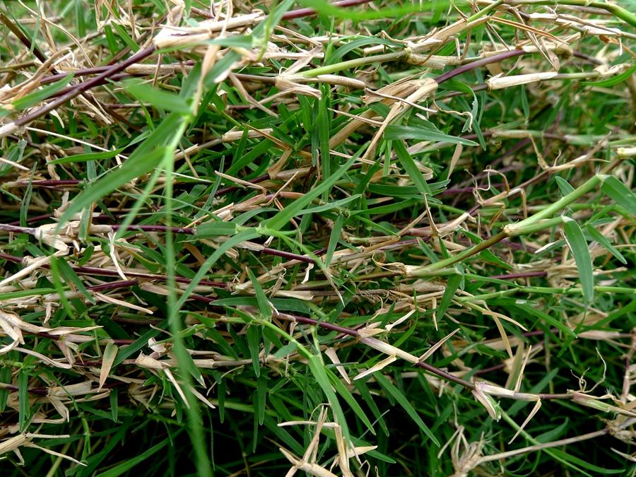 城市农村随处可得的中草药,治风湿痿痹拘挛跌打劳伤