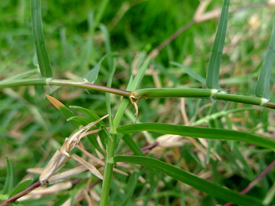 城市农村随处可得的中草药,治风湿痿痹拘挛跌打劳伤