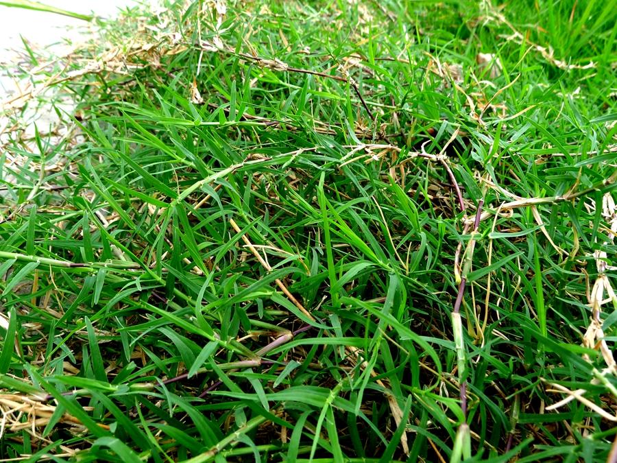 城市农村随处可得的中草药,治风湿痿痹拘挛跌打劳伤