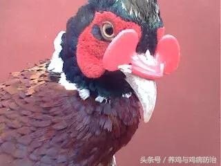 养鸡——鸡啄肛、啄羽的那点事以及治疗方法